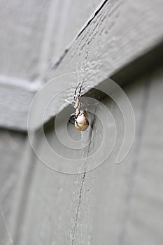 Argiope aurantia spiderÂ 1999